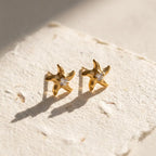 Asteryn | Luce della Stella Marina